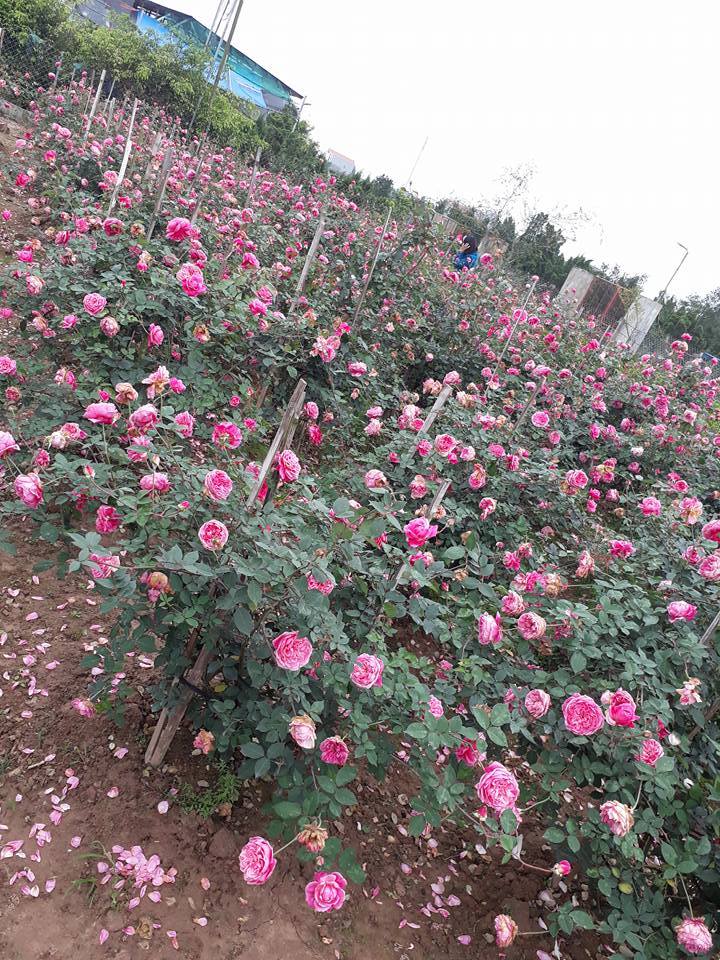 vườn hoa hồng cổ sapa