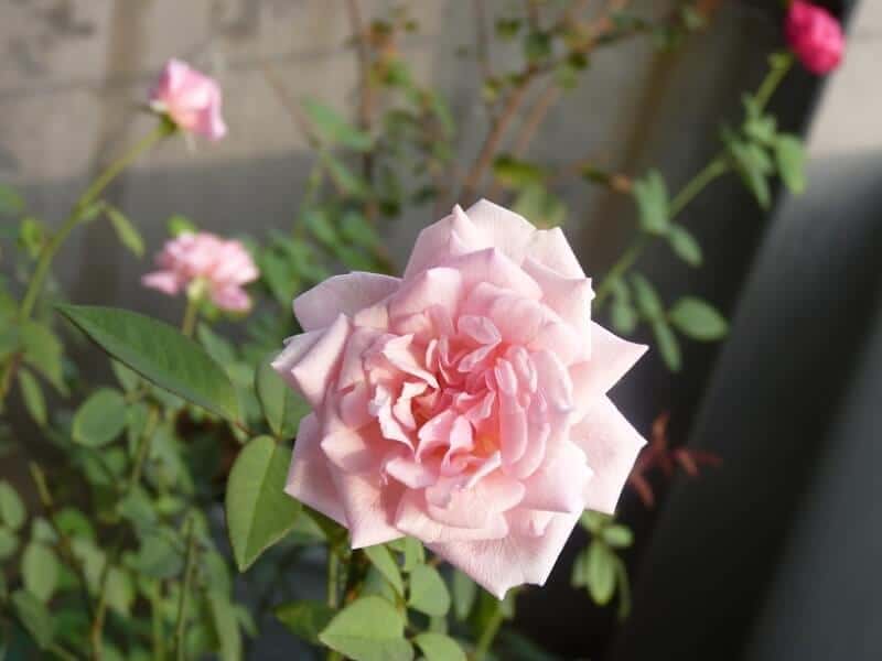 bông hoa hồng đào cổ