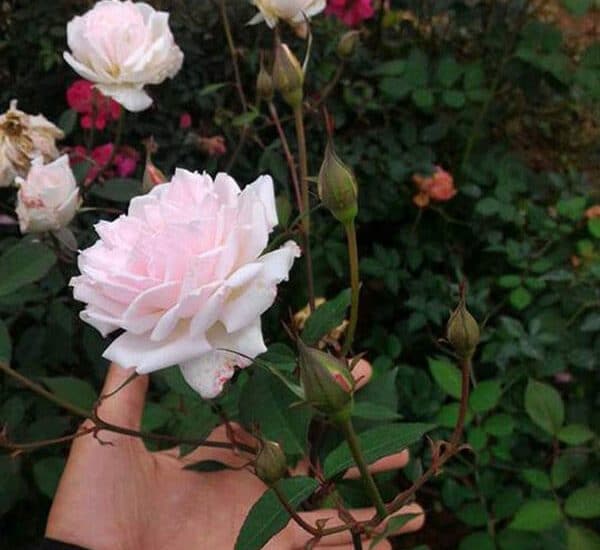 Hoa hồng đào cổ màu sắc đẹp