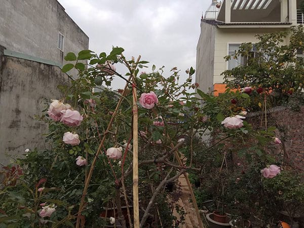Giống hoa hồng điều cổ- hoa đẹp giống bản địa Việt Nam