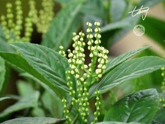 Cây hoa sói và những công dụng của cây hoa sói 9 cay hoa soi 7