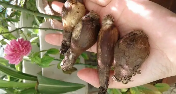 Hoa bỉ ngạn: Truyền thuyết và nguần gốc Loài hoa của cõi Phật 4 hoa bỉ ngạn