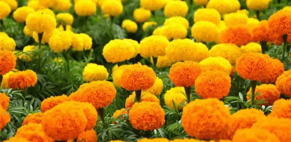 20 loại hoa rực rỡ bạn nên trồng trong nhà vào mùa hè 2 hoa cúc vạn thọ trồng vào mùa hè tốt nhất