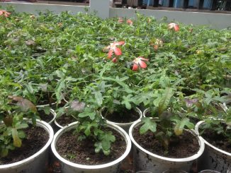 Cây sâm bồ chính và công dụng chính của Sâm Bồ Chính 5 sam bo chinh 4