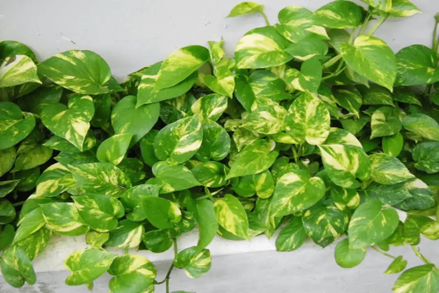 Người mệnh mộc nên trồng cây gì trong nhà 2 CÂY VẠN NIÊN THANH BÒ