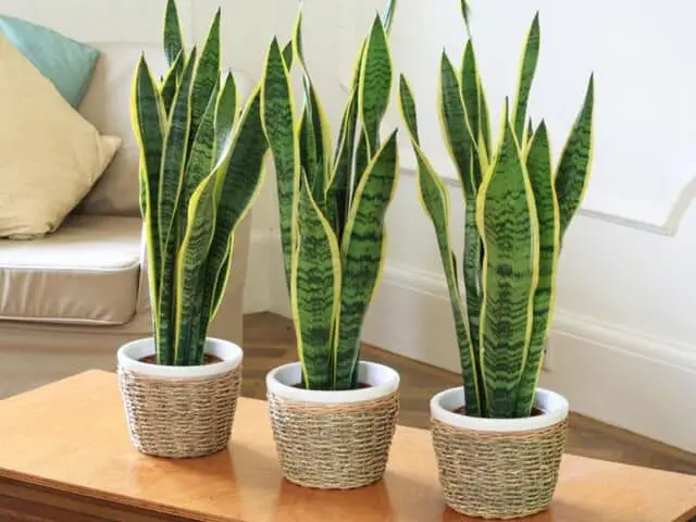 Mệnh thổ hợp cây gì-hợp phong thủy 1 Người Mệnh Thổ Nên Trồng Cây Gì
