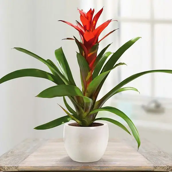 Mệnh thổ hợp cây gì-hợp phong thủy 7 Mệnh thổ hợp cây gì-cây phong lộc