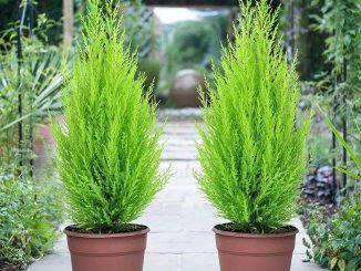 Người mệnh thủy nên trồng cây gì- may mắn-bình an-phát tài 11 cay tung bong lai