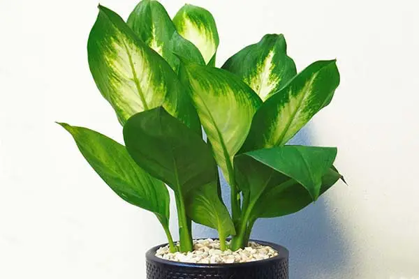 Mệnh thổ hợp cây gì-hợp phong thủy 4 mệnh thổ hợp cây gì để bàn 2019