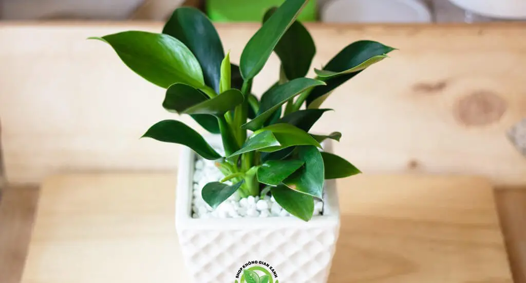 Người mệnh mộc nên trồng cây gì trong nhà 1 CÂY ĐẾ VƯƠNG XANH Người mệnh mộc nên trồng cây gì trong nhà