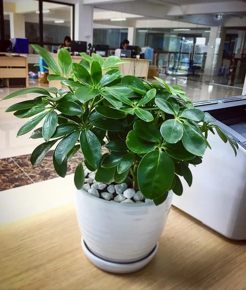 Mệnh thổ hợp cây gì-hợp phong thủy 5 Mệnh thổ hợp cây gì- cây ngũ gia bì