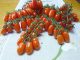 ca chua cherry 4 min