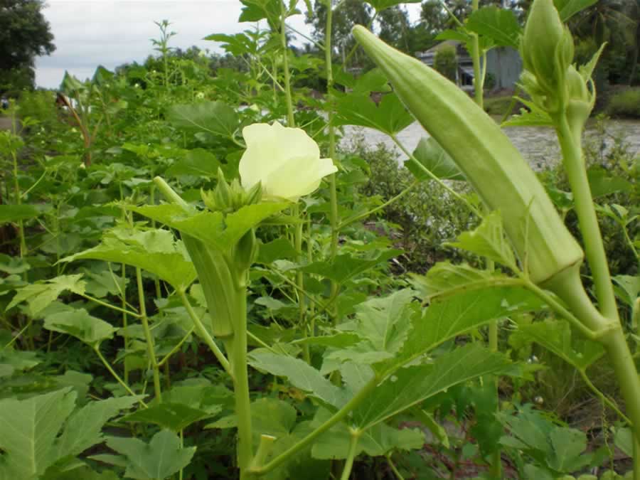 cây đậu bắp ra hoa