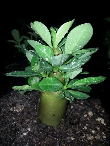 Kỹ thuật nhân giống sứ bằng hạt 7 Kỹ thuật nhân giống sứ bằng hạt