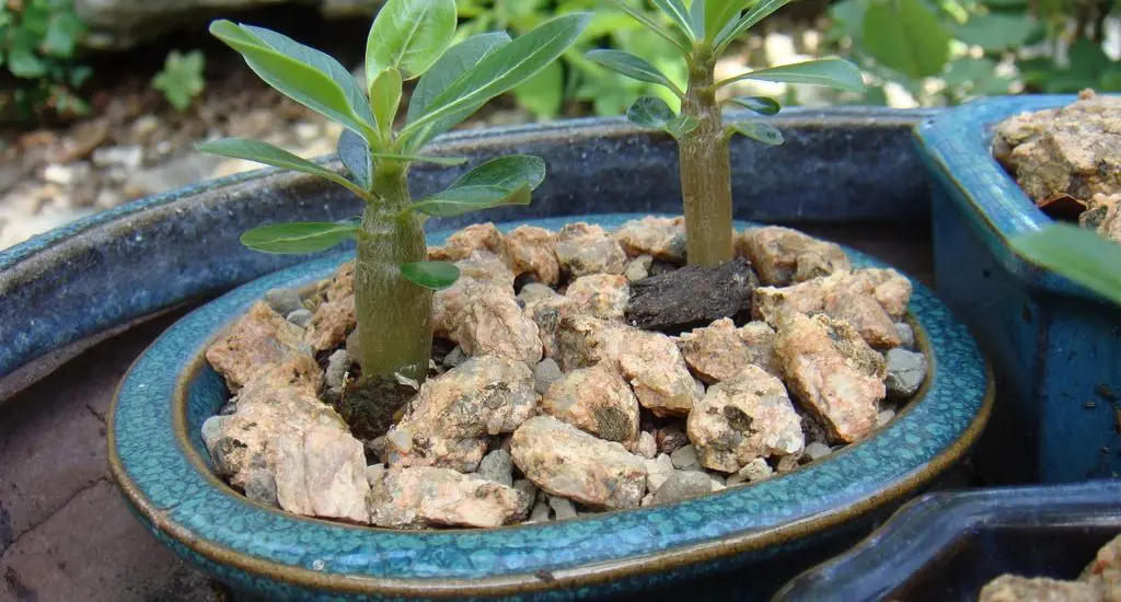Kỹ thuật nhân giống sứ bằng hạt 8 Kỹ thuật nhân giống sứ bằng hạt