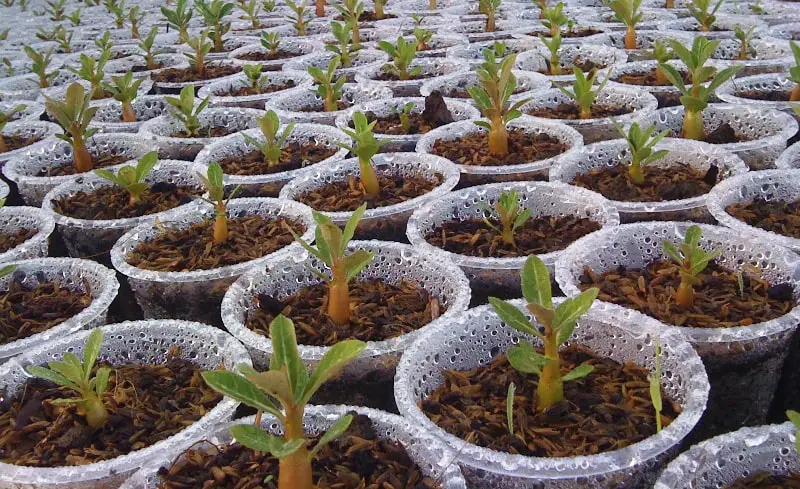 Kỹ thuật nhân giống sứ bằng hạt 6 TIẾN HÀNH THỤ PHẤN CHO CÂY HOA SỨ