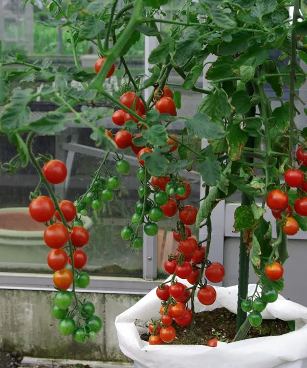 Cà chua bi quả oval cao cây LS 301 F1 4 Đào hố trồng cây.
