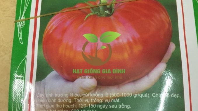 ca-chua-khong-lo