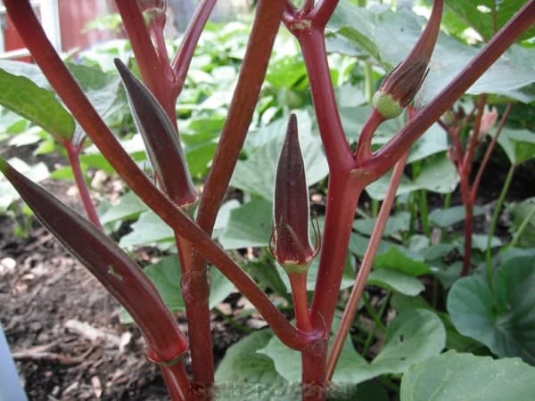 cây đậu bắp đỏ phát triển