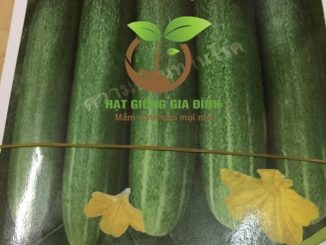 Thời vụ trồng dưa chuột vào tháng nào tốt nhất 4 dua chuot lai g7 1