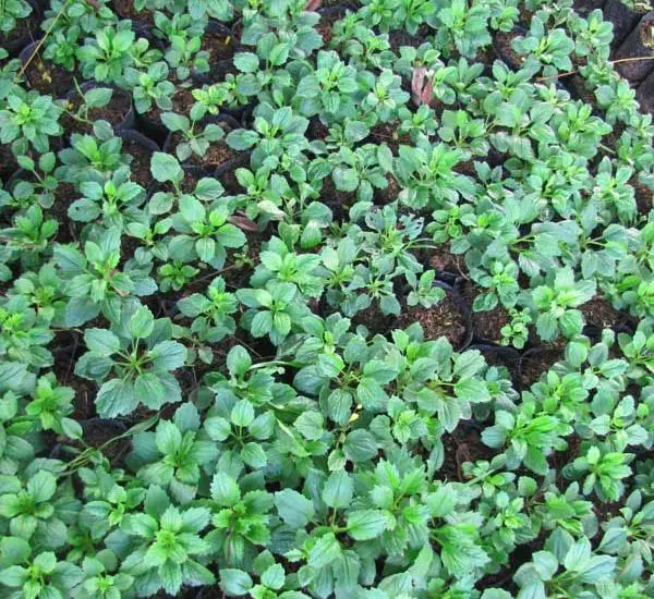 cách trồng và chăm sóc Cúc magic đỏ trắng 3 những cây hoa cúc non phát triển