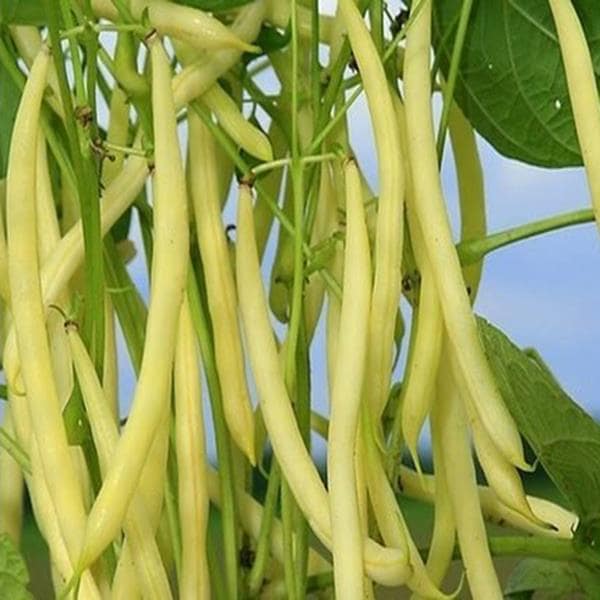 Cách trồng Hạt giống đậu cove vàng nhiều quả