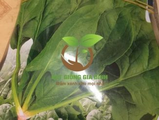 Thời vụ trồng rau cải bó xôi cho năng xuất cao 9 rau cai bo xoi chiu nhiet