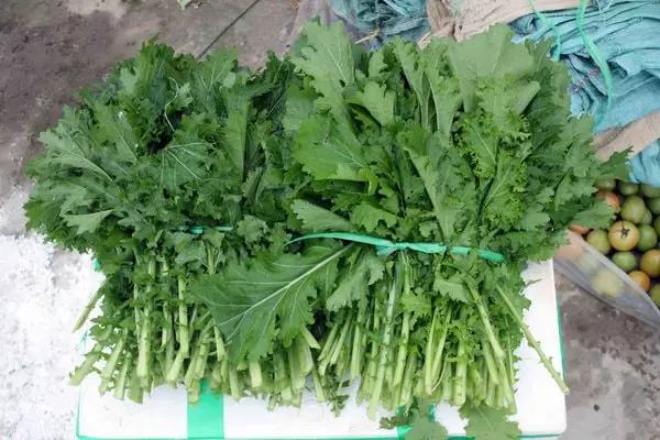 Cách trồng và chăm sóc rau cải mèo 2 rau cải mèo cho thu hoạch sớm