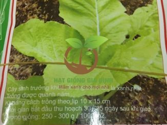 Thời vụ trồng rau cải ít sâu bệnh 7 rau cai mo lun