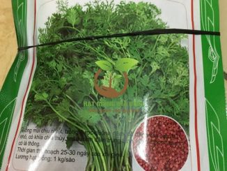 Thời vụ trồng rau mùi đạt năng xuất cao 8 rau mui chiu nhiet