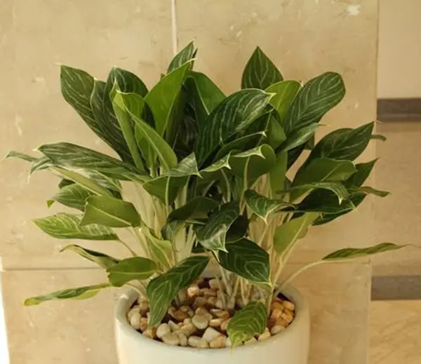 Tuổi canh ngọ hợp với cây cảnh gì? cây hợp tuổi ngọ 3 tuổi giáp ngọ trồng cây gì hợp phong thủy
