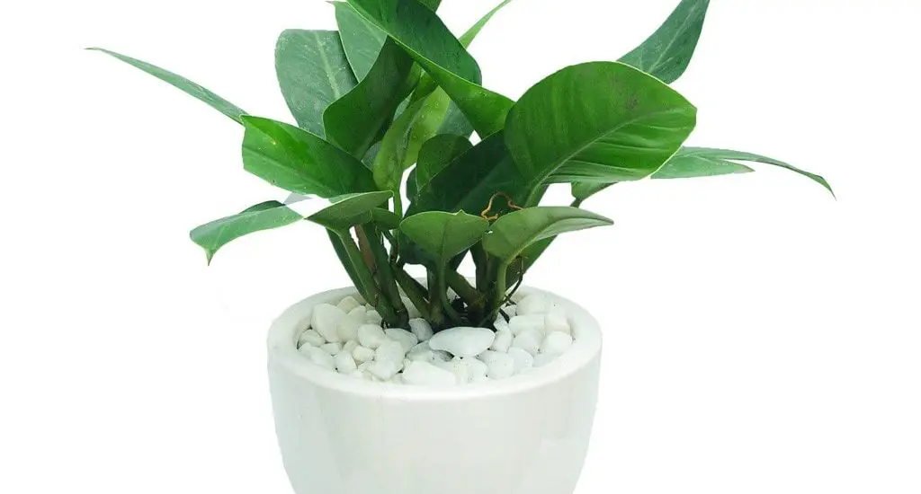 Tuổi canh ngọ hợp với cây cảnh gì? cây hợp tuổi ngọ 1 Tuổi canh ngọ hợp với cây gì
