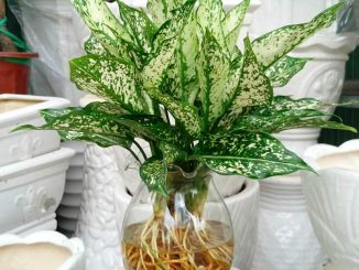 Tuổi canh thân hợp cây gì-tuổi canh thân trồng cây gì trong nhà 7 cay canh 4 min