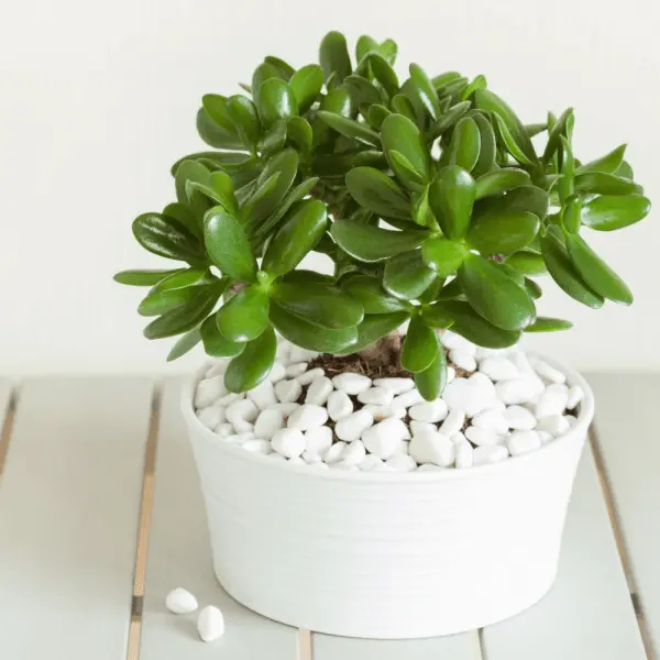 Tuổi canh ngọ hợp với cây cảnh gì? cây hợp tuổi ngọ 2 tuổi nhâm ngọ 2002 hợp cây gì
