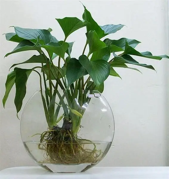 Tuổi canh ngọ hợp với cây cảnh gì? cây hợp tuổi ngọ 7 cây thanh tâm tốt cho người tuổi nhâm ngọ