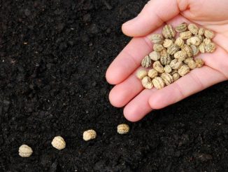 Vì sao hạt giống không nảy mầm và những nguyên nhân 5 gieo trong rau sach 3