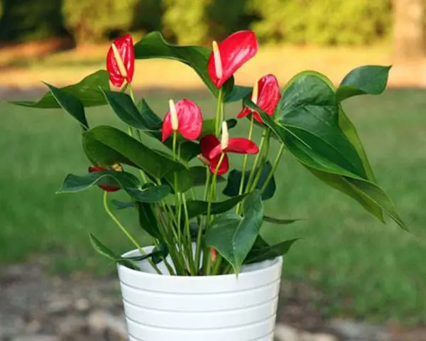 Tuổi canh ngọ hợp với cây cảnh gì? cây hợp tuổi ngọ 5 cây cảnh hợp tuổi mậu ngọ 1978