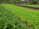 Mùa vụ trồng rau miền bắc- lịch trồng rau theo mùa vụ