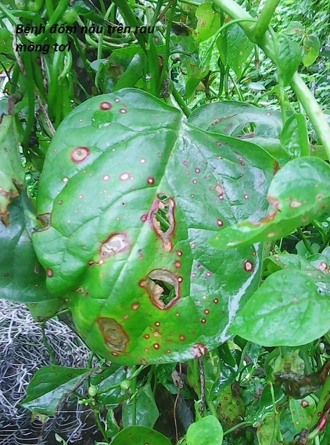 bệnh đốm nâu trên cây mồng tơi Bệnh trên cây rau mồng tơi và cách phòng trừ sâu bệnh