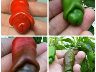Cách trồng và chăm sóc ớt cu tí 2 bo hat giong ot cu ty 3 min