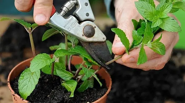 Tác dụng chữa bệnh cây bạc hà-cây bạc hà đuổi muỗi 3 chăm sóc cây bạc hà