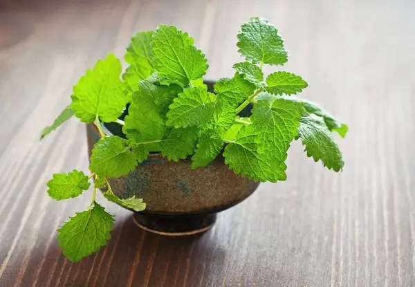 Tác dụng chữa bệnh cây bạc hà-cây bạc hà đuổi muỗi 6 Có nên trồng cây bạc hà trong nhà