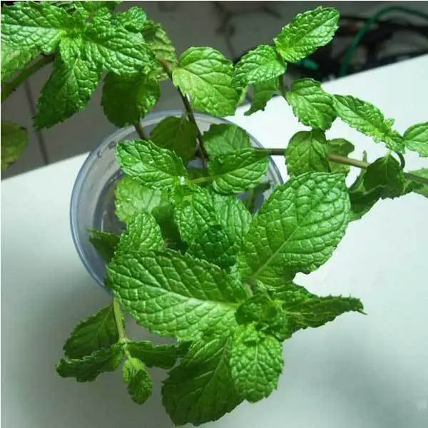 Tác dụng chữa bệnh cây bạc hà-cây bạc hà đuổi muỗi 7 cây bạc hà trông trong nhà phát triển