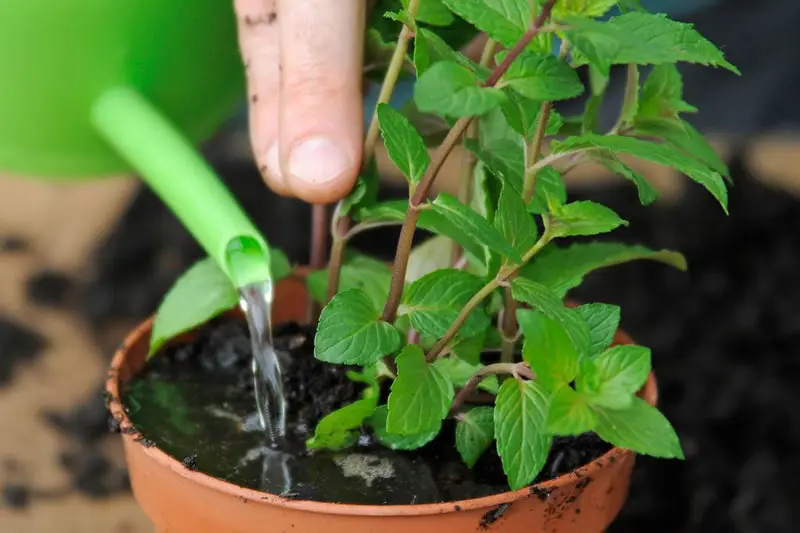 Tác dụng chữa bệnh cây bạc hà-cây bạc hà đuổi muỗi 4 tưới nước cho cây bạc hà phát triển