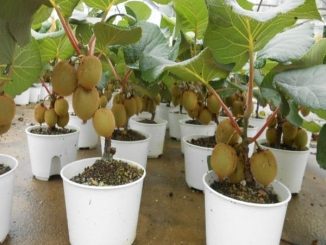 Cách trồng và chăm sóc kiwi 3 cay kiwi 5 min
