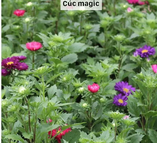 cách trồng và chăm sóc Cúc magic đỏ trắng 4 magic nở hoa khoe sắc mọi nơi