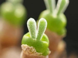 cách trồng và chăm sóc hoa cây tai thỏ 1 hat giong cay tai tho 2 min