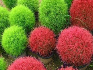 Cách trồng và chăm sóc cỏ đổi màu 1 hat giong co doi mau dep 1 min