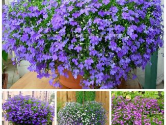 Cách trồng và chăm sóc hoa cúc Lobelia 1 hat giong hoa cuc lobelia 2 min
