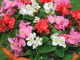 hat giong hoa thu hai duong f1 kep ru 4 min